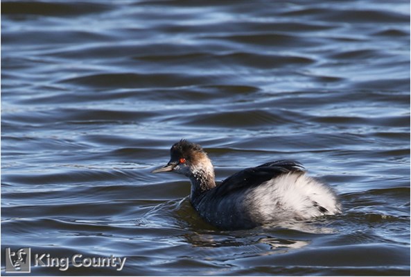 Photo of Podiceps nigricollis